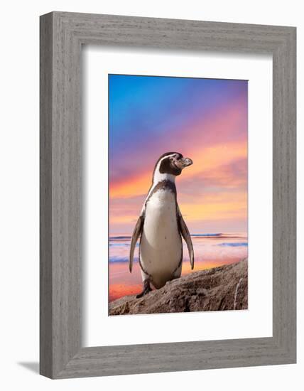 Cute Penguin with Sunset Background-Eric Gevaert-Framed Photographic Print