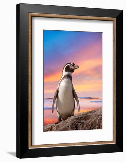 Cute Penguin with Sunset Background-Eric Gevaert-Framed Photographic Print