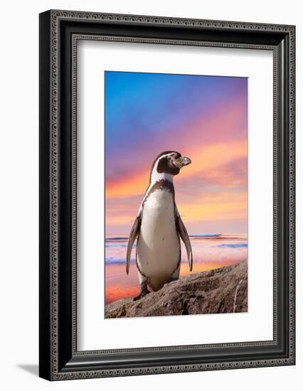 Cute Penguin with Sunset Background-Eric Gevaert-Framed Photographic Print