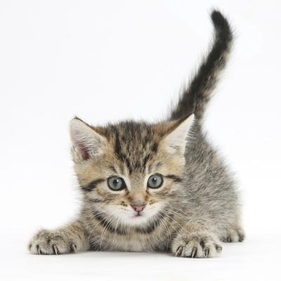 Cute Playful Tabby Kitten Stanley 6 Weeks Photographic Print Mark Taylor Art Com