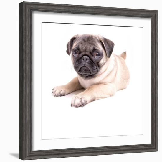 Cute Pug Puppy-Edward M. Fielding-Framed Photographic Print