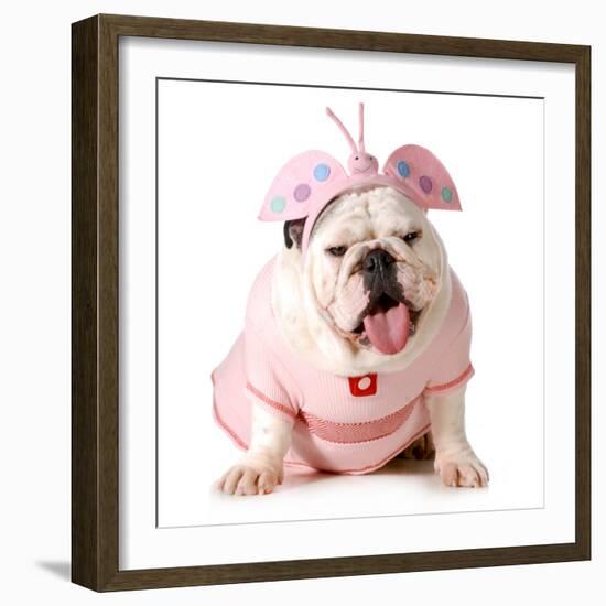 Cute Puppy - English Bulldog Female Wearing Cute Costume-Willee Cole-Framed Photographic Print