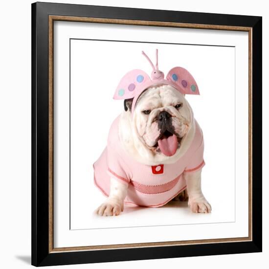 Cute Puppy - English Bulldog Female Wearing Cute Costume-Willee Cole-Framed Photographic Print