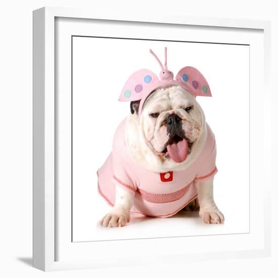 Cute Puppy - English Bulldog Female Wearing Cute Costume-Willee Cole-Framed Photographic Print