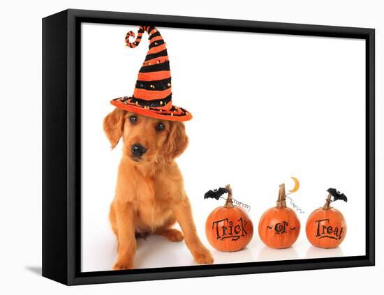 Cute Puppy Wearing a Halloween Witch Hat with Pumpkins-Hannamariah-Framed Premier Image Canvas