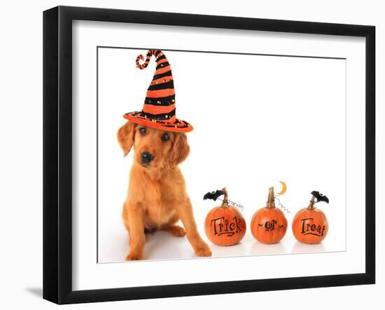 Cute Puppy Wearing a Halloween Witch Hat with Pumpkins-Hannamariah-Framed Photographic Print