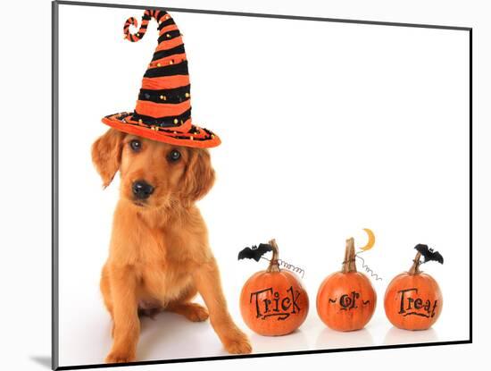 Cute Puppy Wearing a Halloween Witch Hat with Pumpkins-Hannamariah-Mounted Photographic Print