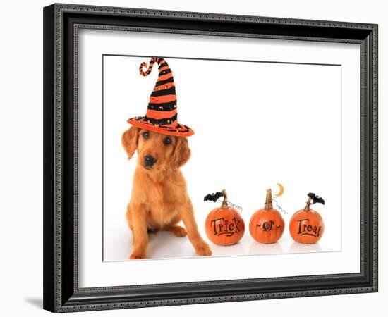 Cute Puppy Wearing a Halloween Witch Hat with Pumpkins-Hannamariah-Framed Photographic Print