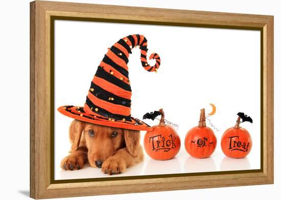 Cute Puppy Wearing a Halloween Witch Hat-Hannamariah-Framed Premier Image Canvas