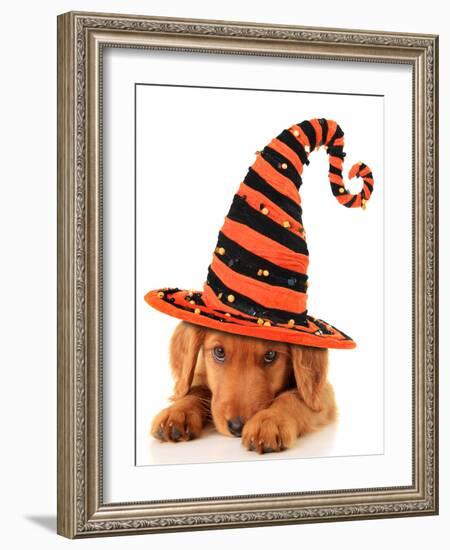 Cute Puppy Wearing a Halloween Witch Hat-Hannamariah-Framed Photographic Print