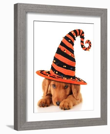 Cute Puppy Wearing a Halloween Witch Hat-Hannamariah-Framed Photographic Print