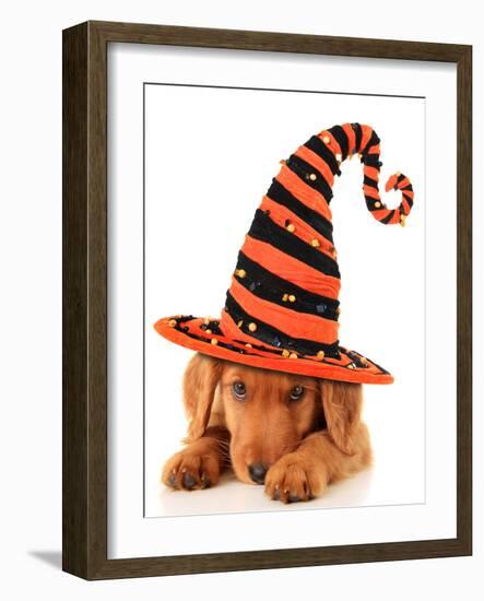 Cute Puppy Wearing a Halloween Witch Hat-Hannamariah-Framed Photographic Print