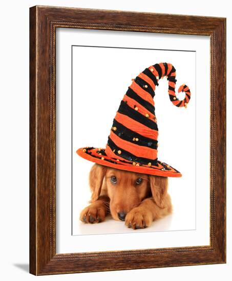 Cute Puppy Wearing a Halloween Witch Hat-Hannamariah-Framed Photographic Print