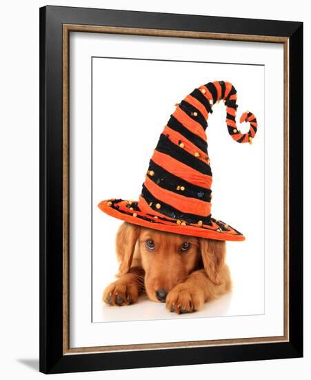 Cute Puppy Wearing a Halloween Witch Hat-Hannamariah-Framed Photographic Print