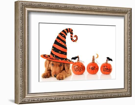 Cute Puppy Wearing a Halloween Witch Hat-Hannamariah-Framed Photographic Print