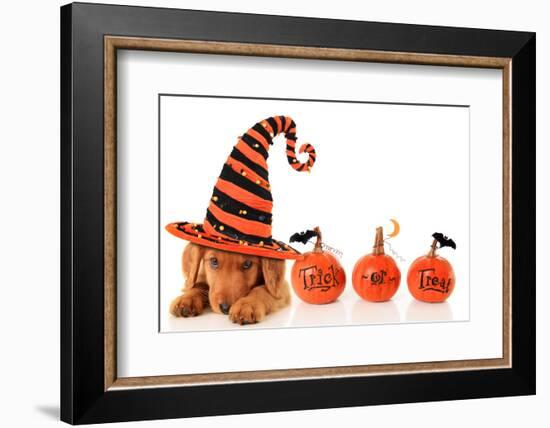 Cute Puppy Wearing a Halloween Witch Hat-Hannamariah-Framed Photographic Print