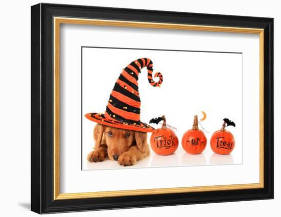 Cute Puppy Wearing a Halloween Witch Hat-Hannamariah-Framed Photographic Print