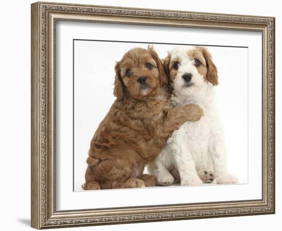 Cute Red And Red-And-White Cavapoo Puppies, 5 Weeks, Hugging, Against White Background-Mark Taylor-Framed Photographic Print