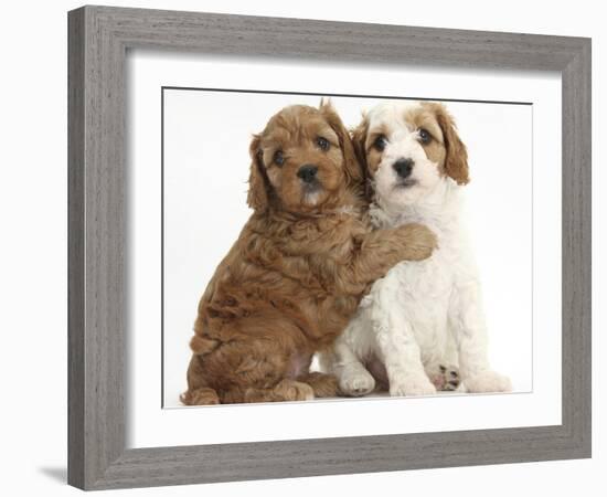 Cute Red And Red-And-White Cavapoo Puppies, 5 Weeks, Hugging, Against White Background-Mark Taylor-Framed Photographic Print