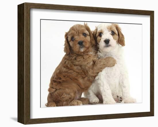 Cute Red And Red-And-White Cavapoo Puppies, 5 Weeks, Hugging, Against White Background-Mark Taylor-Framed Photographic Print