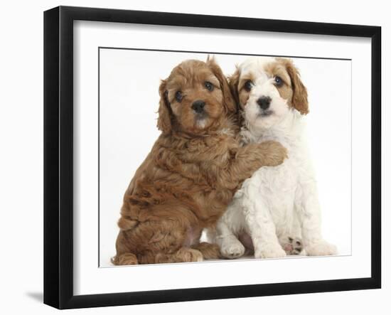 Cute Red And Red-And-White Cavapoo Puppies, 5 Weeks, Hugging, Against White Background-Mark Taylor-Framed Photographic Print