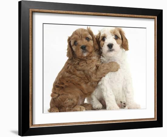 Cute Red And Red-And-White Cavapoo Puppies, 5 Weeks, Hugging, Against White Background-Mark Taylor-Framed Photographic Print