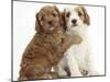 Cute Red And Red-And-White Cavapoo Puppies, 5 Weeks, Hugging, Against White Background-Mark Taylor-Mounted Photographic Print