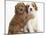 Cute Red And Red-And-White Cavapoo Puppies, 5 Weeks, Hugging, Against White Background-Mark Taylor-Mounted Photographic Print