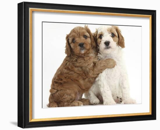 Cute Red And Red-And-White Cavapoo Puppies, 5 Weeks, Hugging, Against White Background-Mark Taylor-Framed Photographic Print