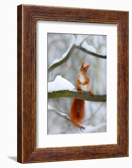 Cute Red Squirrel in Winter Scene with Snow Blurred Forest in the Background. Wildlife Winter Scene-Ondrej Prosicky-Framed Photographic Print