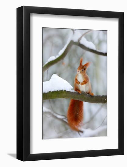 Cute Red Squirrel in Winter Scene with Snow Blurred Forest in the Background. Wildlife Winter Scene-Ondrej Prosicky-Framed Photographic Print