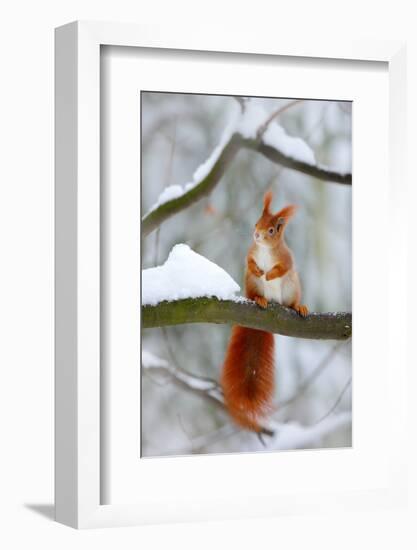 Cute Red Squirrel in Winter Scene with Snow Blurred Forest in the Background. Wildlife Winter Scene-Ondrej Prosicky-Framed Photographic Print