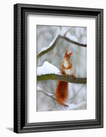 Cute Red Squirrel in Winter Scene with Snow Blurred Forest in the Background. Wildlife Winter Scene-Ondrej Prosicky-Framed Photographic Print