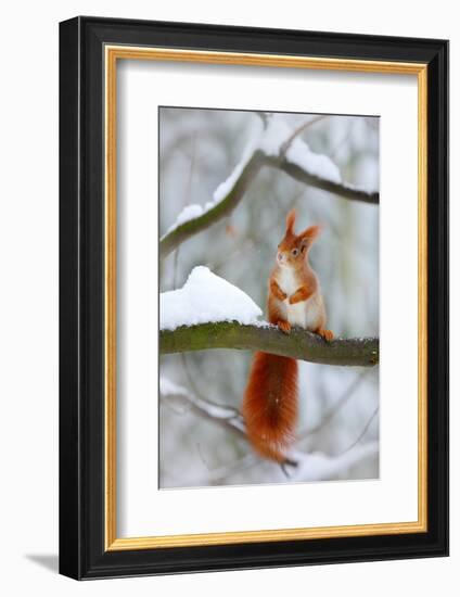 Cute Red Squirrel in Winter Scene with Snow Blurred Forest in the Background. Wildlife Winter Scene-Ondrej Prosicky-Framed Photographic Print