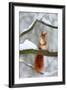 Cute Red Squirrel in Winter Scene with Snow Blurred Forest in the Background. Wildlife Winter Scene-Ondrej Prosicky-Framed Photographic Print