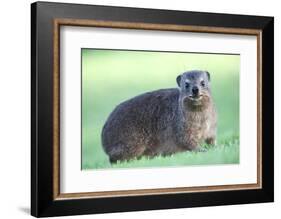 Cute Rock Hyrax Animal-Four Oaks-Framed Photographic Print