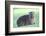 Cute Rock Hyrax Animal-Four Oaks-Framed Photographic Print