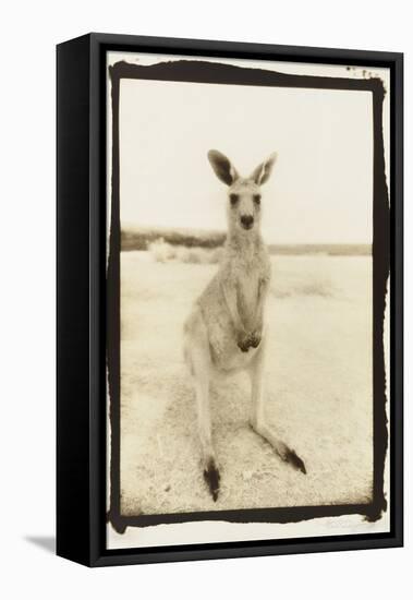 Cute Roo, Australia-Theo Westenberger-Framed Premier Image Canvas