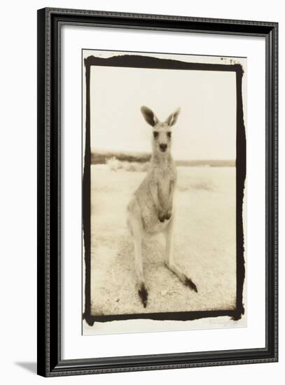 Cute Roo, Australia-Theo Westenberger-Framed Photographic Print