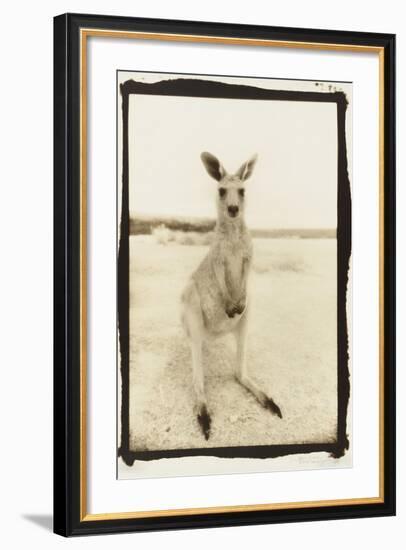 Cute Roo, Australia-Theo Westenberger-Framed Photographic Print