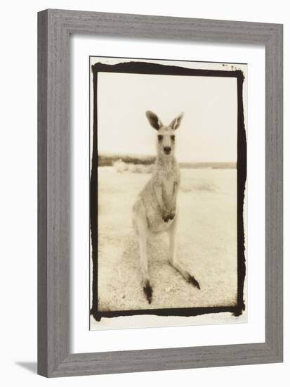 Cute Roo, Australia-Theo Westenberger-Framed Photographic Print