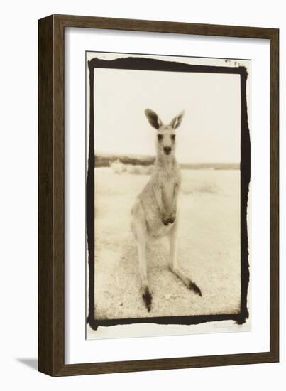 Cute Roo, Australia-Theo Westenberger-Framed Photographic Print