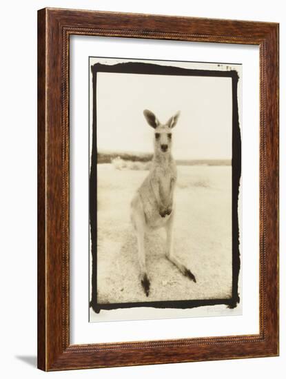 Cute Roo, Australia-Theo Westenberger-Framed Photographic Print