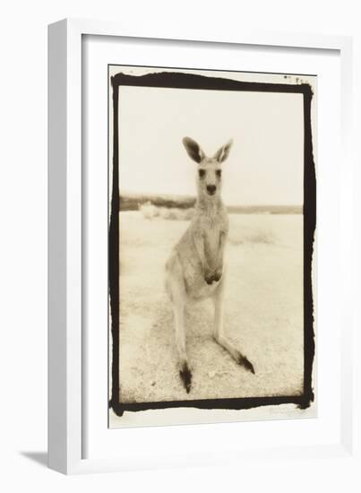 Cute Roo, Australia-Theo Westenberger-Framed Photographic Print