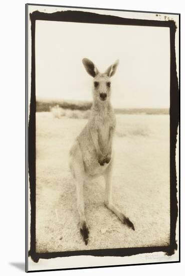 Cute Roo, Australia-Theo Westenberger-Mounted Photographic Print