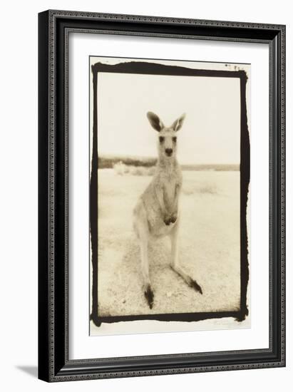 Cute Roo, Australia-Theo Westenberger-Framed Photographic Print