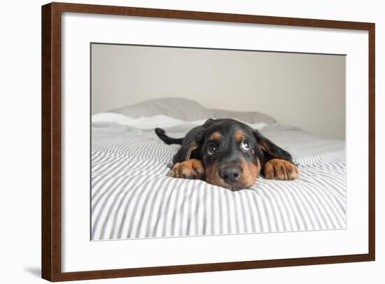 Cute Rottweiler Mix Puppy Sleeping on Striped White and Gray Sheets on Human Bed Looking at Camera-Anna Hoychuk-Framed Photographic Print