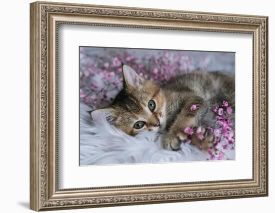Cute Scottish Straight Kitten and Pink Flowers on a White Blanket. Greeting Card with Women's Day,-Elen Nika-Framed Photographic Print