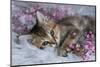 Cute Scottish Straight Kitten and Pink Flowers on a White Blanket. Greeting Card with Women's Day,-Elen Nika-Mounted Photographic Print