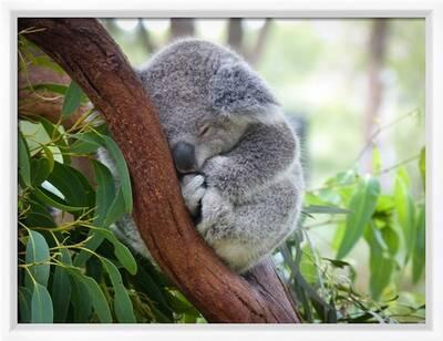 Cute Sleeping Baby Koala Bear in Queensland Australia Sitting in  Eucalyptus Tree. Adorable Sleepy K' Photographic Print - Richard A Wall
